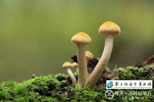 采集部落的海报