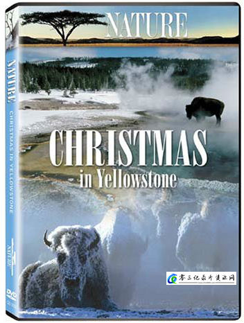 黄石的圣诞 PBS Nature Christmas in Yellowstone的海报
