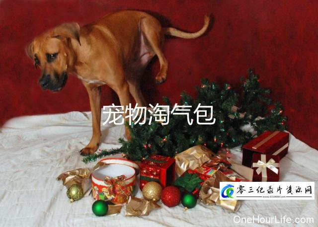 社会生活纪录片《宠物淘气包》下载-零三纪录片资源网