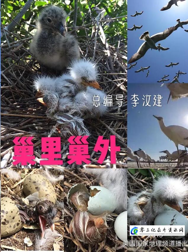 巢里巢外的海报