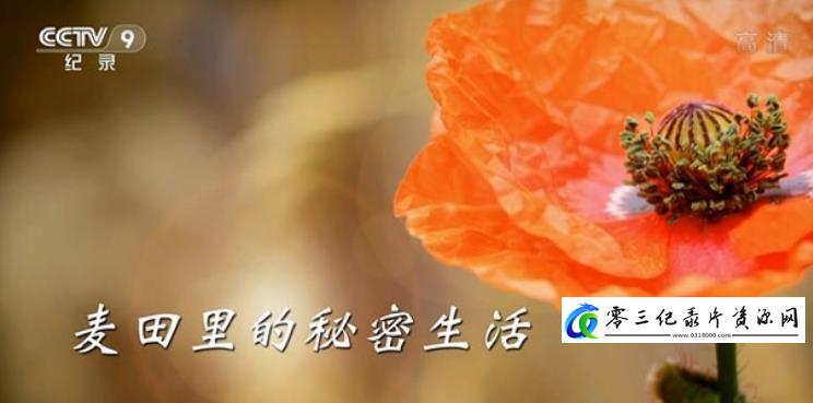 麦田里的秘密生活的海报