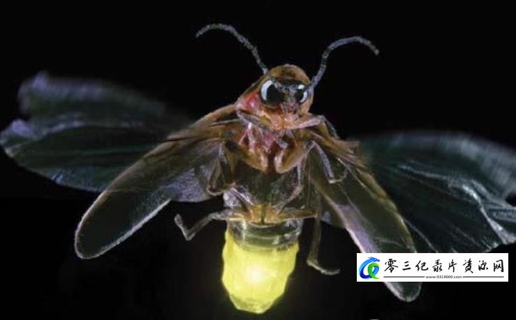 自然纪录片《萤火虫》下载-零三纪录片资源网