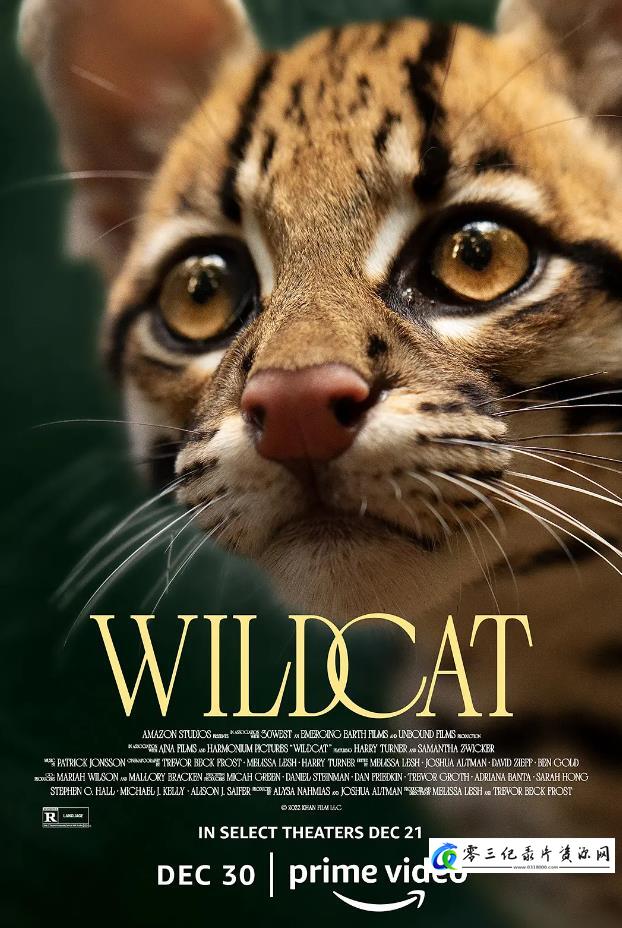 自然纪录片《野猫 Wildcat》下载-零三纪录片资源网