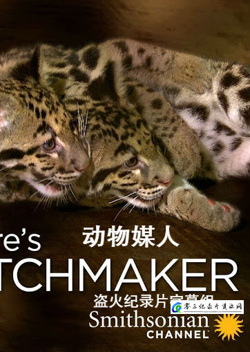 自然，社会生活纪录片《动物媒人 Nature's.Matchmaker》下载-零三纪录片资源网