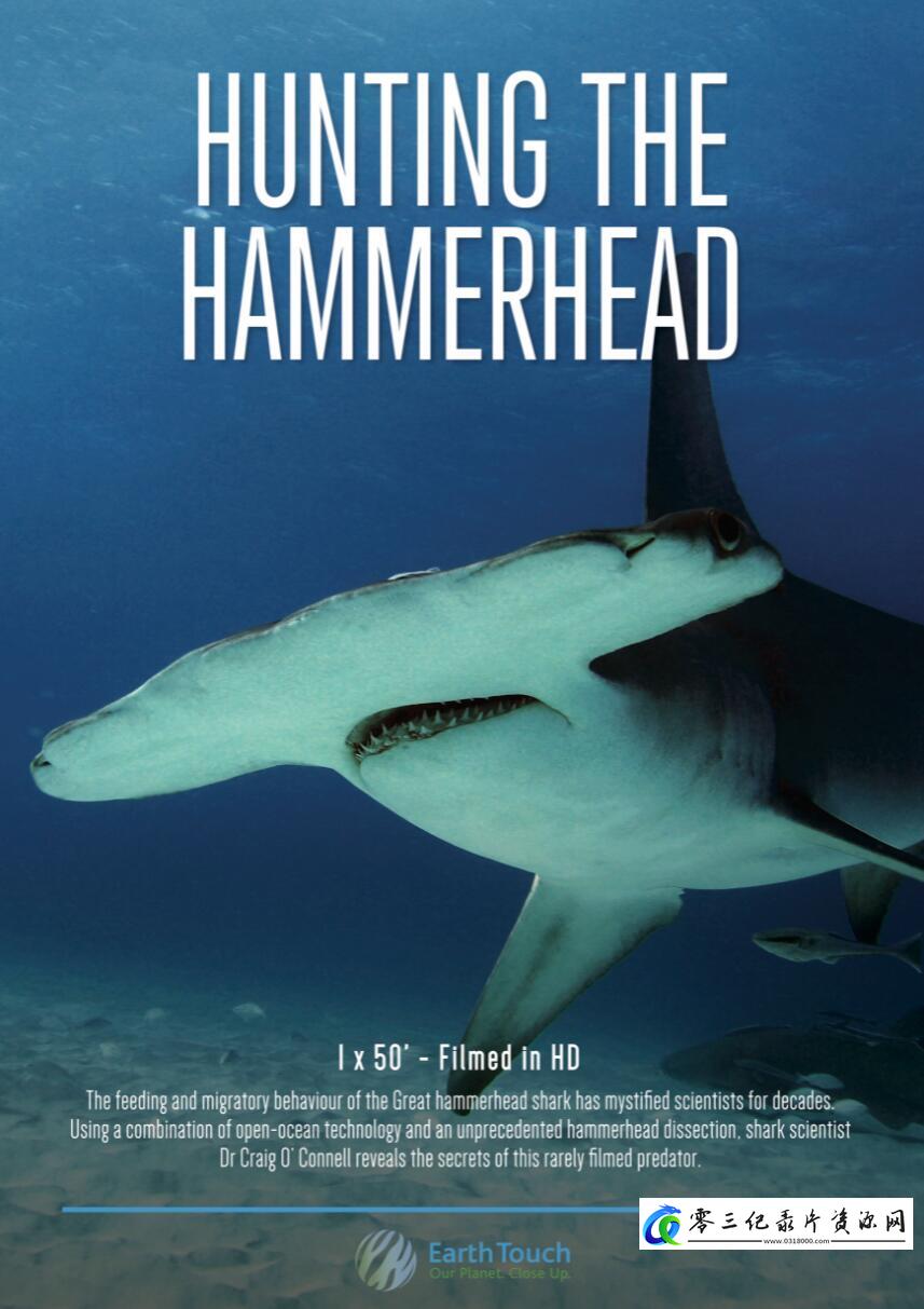 探秘无沟双髻鲨 Hunting the Hammerhead的海报