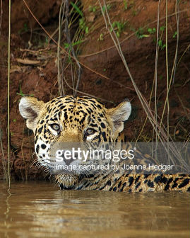 自然纪录片《巴西秘境-潘塔纳尔 wild Pantanal》下载-零三纪录片资源网