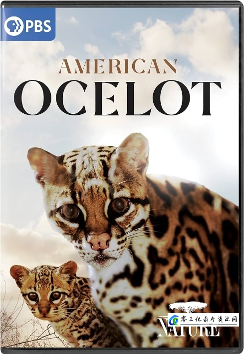 自然纪录片《美国豹猫 American Ocelot》下载-零三纪录片资源网