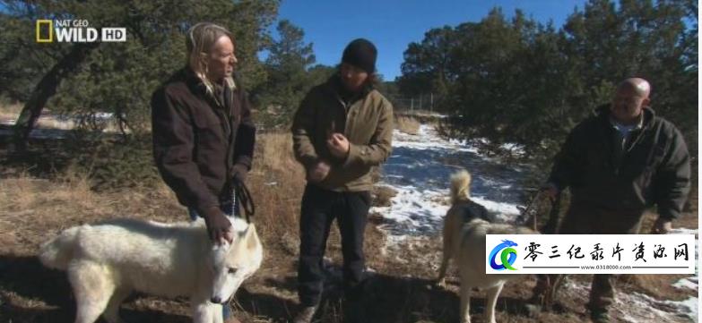 自然纪录片《荒野远征：巨狼  America The Wild: Monster Wolf》下载-零三纪录片资源网