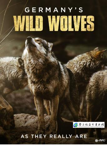 自然纪录片《德国野狼—真实的面目 Germany's Wild Wolves - As They Really Are》下载-零三纪录片资源网