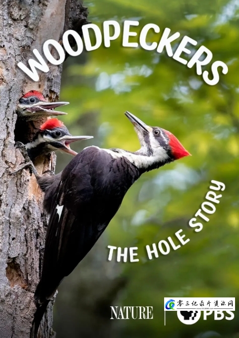 自然纪录片《啄木鸟：洞的故事 Woodpeckers: The Hole Story 2022》下载-零三纪录片资源网