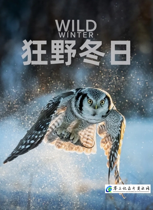 狂野冬日 Wild Winter 2024的海报