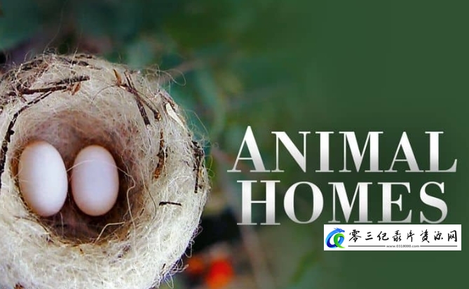 自然纪录片《动物家园 Animal Homes》下载-零三纪录片资源网