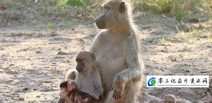 狒狒成长日记 The Clan of the Baby Baboon 2018的海报
