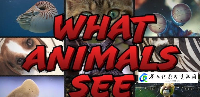 动物视界 What Animals See的海报