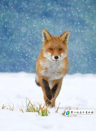 超级动物 The Animal Within 2020的海报