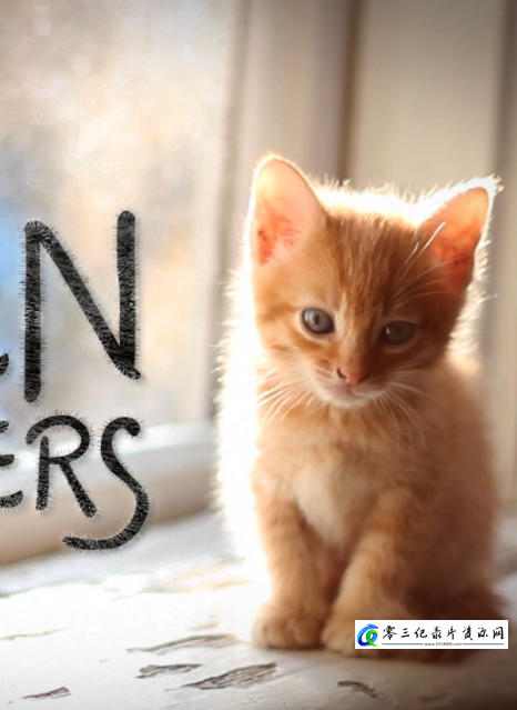 猫咪救援队 Kitten Rescuers的海报