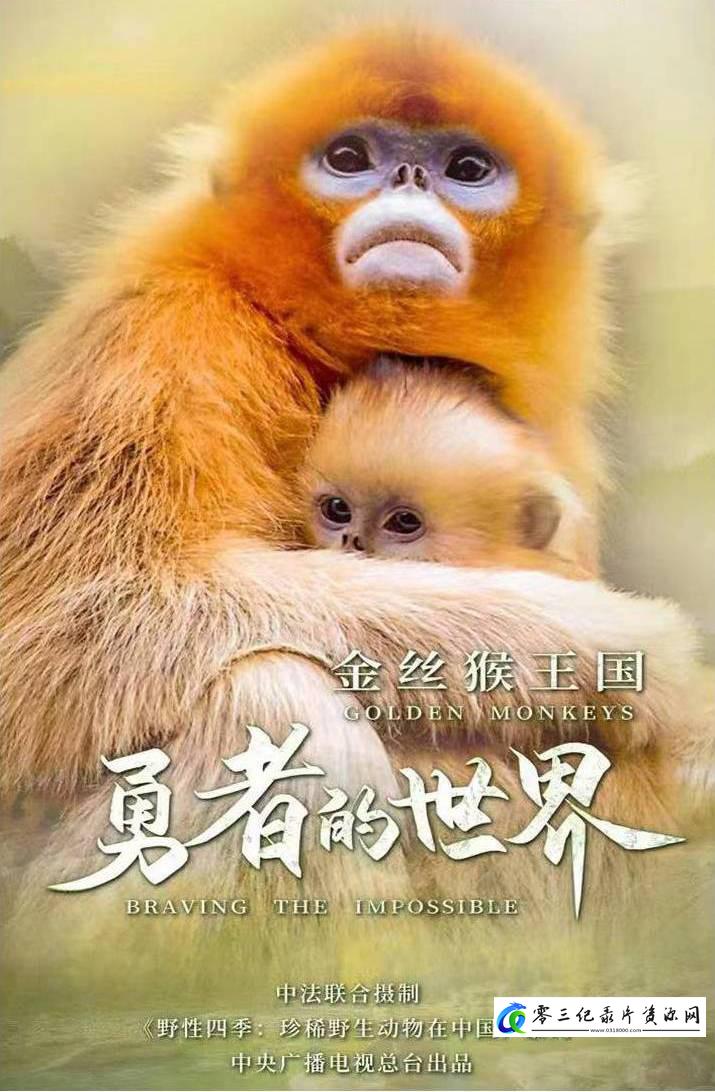 自然纪录片《金丝猴王国:勇者的世界 2023》下载-零三纪录片资源网