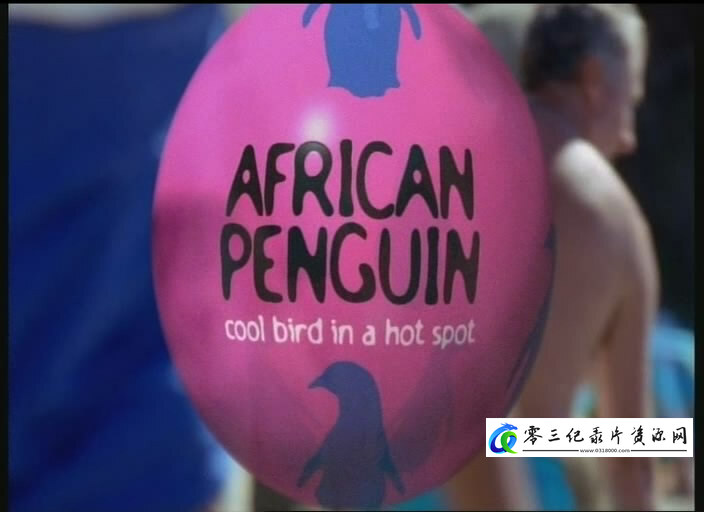 非洲企鹅 African Penguin的海报