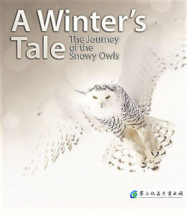 探索纪录片《冬日传说—雪鸮的旅程 A Winter's Tale The Journey Of The Snowy Owls》下载-零三纪录片资源网