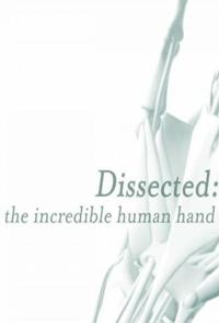 剖析手足:不可思议的人体 Dissected The Incredible Human的海报