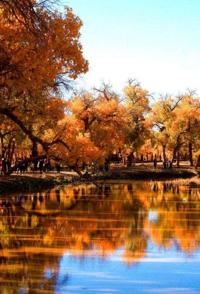 最后的胡杨林 最后的胡杨林的海报