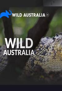 旅行纪录片《野性澳大利亚 Wild Australi》下载-零三纪录片资源网