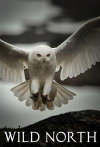 自然纪录片《北欧荒野 Wild North》下载-零三纪录片资源网