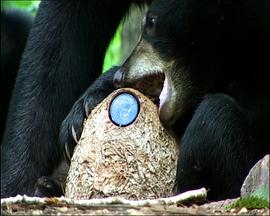 熊：树林中的窥探 Bears: Spy in the Woods的海报