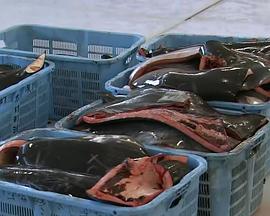 自然纪录片《与鲸共生：海豚湾太地町的六个月 クジラと生きる》下载-零三纪录片资源网