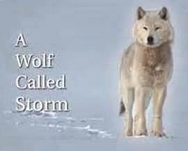 自然纪录片《自然世界:狼之风暴 The Natural World: A Wolf Called Storm》下载-零三纪录片资源网