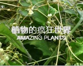 自然纪录片《植物的疯狂世界 Amazing Plants》下载-零三纪录片资源网