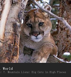 山狮:高地的大猫 Mountain Lions: Big Cats in High Places的海报