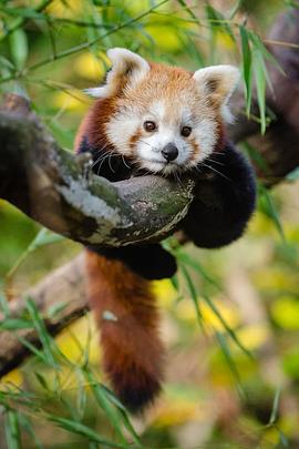 小熊猫:世界上最可爱的动物 Red Panda: World's Cutest Animal的海报