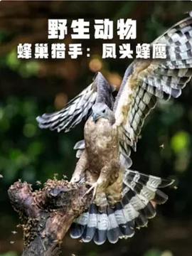 自然纪录片《野生动物:蜂巢猎手 - 凤头蜂鹰 WILDLIFE Hive Hunters-Oriental Honey Buzzards》下载-零三纪录片资源网