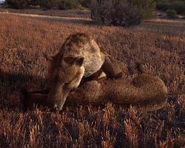 史前掠食动物 Prehistoric Predators的海报