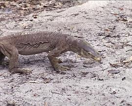 自然纪录片《野生动物的秘密 第一季 Wild Secrets Season 1》下载-零三纪录片资源网