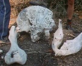 探索纪录片《国家地理：非洲历险 African Odyssey》下载-零三纪录片资源网