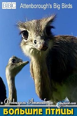 自然纪录片《大鸟 Natural World: Attenborough’s Big Birds》下载-零三纪录片资源网