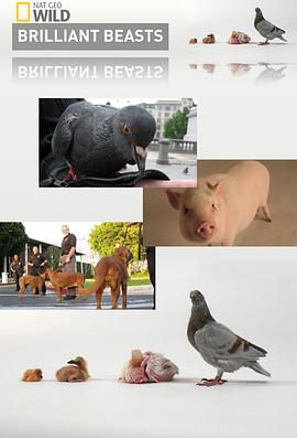 国家地理.动物天才.狗 National Geographic Brilliant Beasts Dog Genius的海报