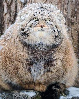 自然纪录片《草原猎手兔狲 Wildlife Instincts: Pallas's Cat - Master of the Plains》下载-零三纪录片资源网