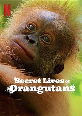 红毛猩猩的秘密生活 Secret Lives of Orangutans的海报