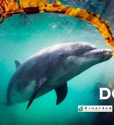 自然纪录片《海豚：海洋奇观 Dolphins: Wonders of the Ocean》下载-零三纪录片资源网