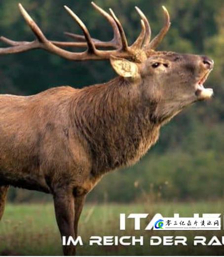 自然纪录片《野性意大利：顶级掠食者 Wild Italy:Top Predators》下载-零三纪录片资源网